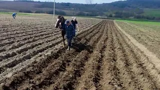 Посадка Картоплі. Як саджають конем. 1 відео.