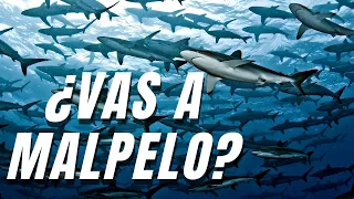 No Vayas A Malpelo Sin Ver Este video 4K || Don't Go To Malpelo Without Watching This Video