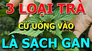 3 LOẠI TRÀ Là VUA GIẢI ĐỘC GAN, UỐNG Tới Đâu GAN SẠCH TỚI ĐÓ, Biết Mà Ăn Sớm Sẽ Trường Thọ 120 Tuổi