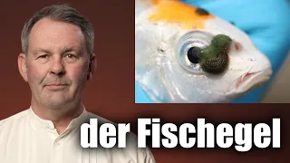 Parasiten im Koiteich: DER FISCHEGEL