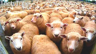 Amazing Modern Sheep Farming Technology | Sheep Meat Processing | Sheep Shearing
