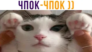 КОТ ИТ))) КОТ ПРИШЁЛ ЧПОКАТЬСЯ))) Приколы с котами | Мемозг 711