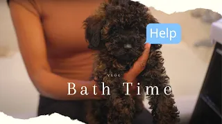 VISUAL DIARY - Miniature Poodle's first Bath