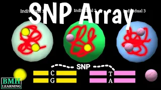 SNP Arrays | SNP Polymorphism Microarray Chip | How SNP Typing Works | DNA Analysis |