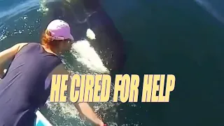 Incredible Wholesome Killer Whale Rescue (Orca)