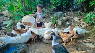 Single mother farm _ Harvesting forest fruits to sell at the market _ Building a new life