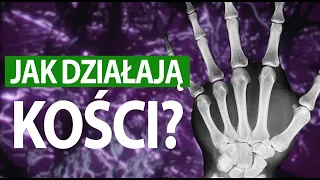 Jak działa człowiek? #KOŚCI (tłumaczenie PJM)