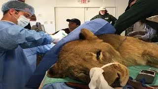 Lion Has A Mass Removed