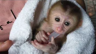 Baby Monkey Eat Banana First time / cute baby monkey / Feeding baby monkey