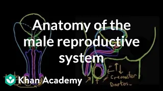 Anatomy of the male reproductive system | Reproductive system physiology | NCLEX-RN | Khan Academy