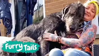 Really Big Dogs: Living With 10 Giant Irish Wolfhounds 😮