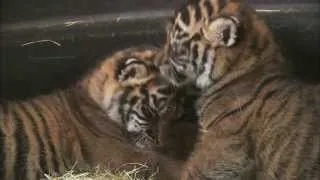 Petting and Cuddling Newborn Tiger Cubs