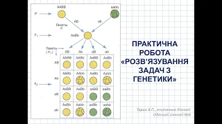 Розв'язування задач з генетики