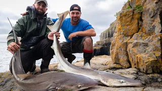 Epic days shore tope fishing west Wales 🦈🎣🏴󠁧󠁢󠁷󠁬󠁳󠁿 GGguiding