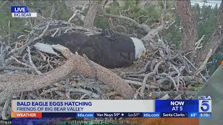 Big Bear bald eagle egg hatches