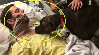 The Moment This Dog Said a Final Goodbye to Her Owner Is Absolutely Heartbreaking
