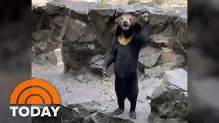 Fur real? China zoo officials say bear is not a human in a costume