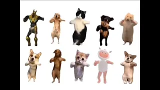 Animals dancing to chinese song #洗澡舞