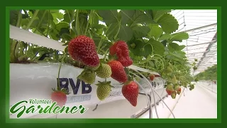 Strawberry Greenhouse Production | Volunteer Gardener