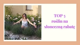 Top 5 roślin na słoneczną rabatę