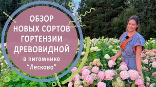 Обзор новых сортов гортензии древовидной в питомнике "Лесково"