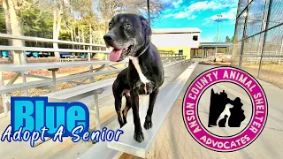 Blue, 10 Year+ Senior In Need, Patiently Waiting In The Animal Shelter in Polkton NC