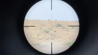 150 yard prairie dog kill with the gauntlet .25 cal!