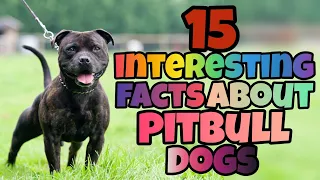 Unveiling the Truth: 15 Fascinating Facts About Pitbull Dogs