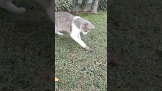 mice begging for her life from cat