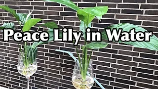 Peace Lily Growing In Water┃Evelyn Perfect