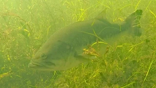 Awesome Underwater Video of Spawning Bass