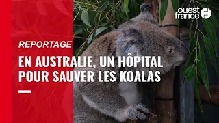 En Australie, cet hôpital sauve les koalas depuis près de 50 ans