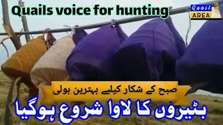 Quails Voice without noise | batair ki saaf awaz subho k leay | بٹیر کی آواز صبح کے شکار کے لیے