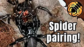 Breeding FUNNEL-WEB SPIDERS! (with Minecraft sound effects...)