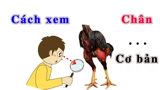 Phong Vân Trại || Cách xem chân gà cơ bản