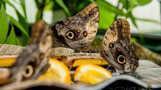 Butterfly Rainforest Moment: Butterfly Feeding Habits