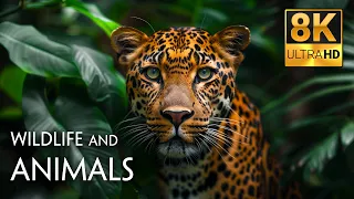 Animals & Wildlife 8K ULTRA HD • Relaxing Music and Nature Sounds 8K TV