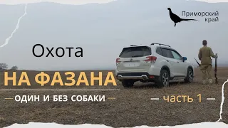 Охота на фазана. Один и без собаки. часть 1