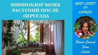 МИНИОБЗОР МОИХ РАСТЕНИЙ ПОСЛЕ ПЕРЕЕЗДА 06 09 2023