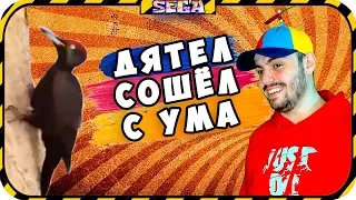 SEGA СМОТРИТ ЛУЧШИЕ ПРИКОЛЫ SAMYY KLASS (ВЫПУСК 748)