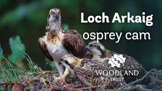 Female osprey incubates three eggs - Loch Arkaig Osprey Cam (2020)