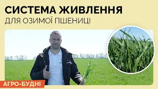 Система живлення для озимої пшениці. Демо-ділянка у Вінницькій області. Добрива по листу - АгроБудні