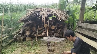 Taking care of pigs and chickens, Farming. The girl confessed her love to him/Farm life.