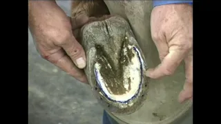 Hoof care for Mules & Donkeys: Shoeing Tip & Myths - NBHCC Episodes #45 - 48