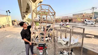 Pigeons Ki Pori Dokan La Aiy 🥰