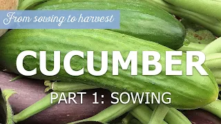 Cucumber part 1: Sowing