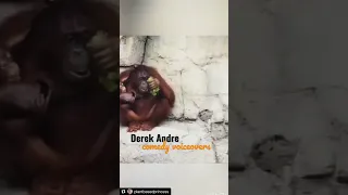 Orangutans are hilarious