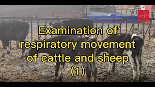 Examination of respiratory movement of cattle and sheep (1)