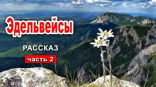 🔴Эдельвейсы.  Очень интересный рассказ 2020 Часть 2