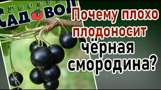 Почему плохо плодоносит черная смородина